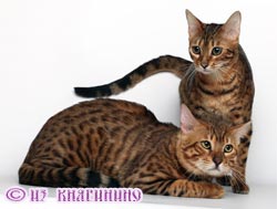 Бенгальские кошки Дариус и Деметра