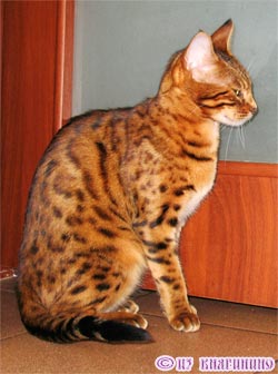бенгальская кошка деметра