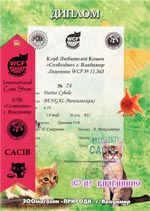 енгальский кот дариус диплом