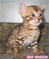 бенгальская кошка котенок