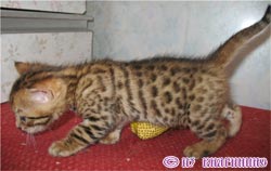 бенгальская кошка котенок