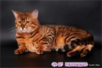 бенгальская кошка - кот Дариус