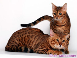 бенгальские кошки