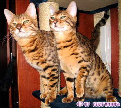 бенгальские кошки