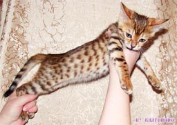 котенок бенгальской кошки продается, бенгальские котята продаются