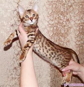 котенок бенгальской кошки продается, бенгальские котята продаются