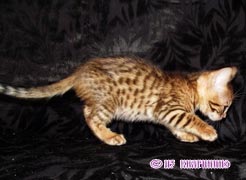 отята бенгальской кошки