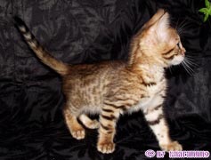 отята бенгальской кошки