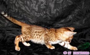 бенгальская кошка котята продаются, котенок продается