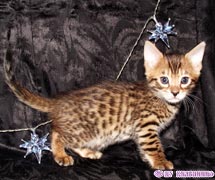 бенгальская кошка котята продаются, котенок продается